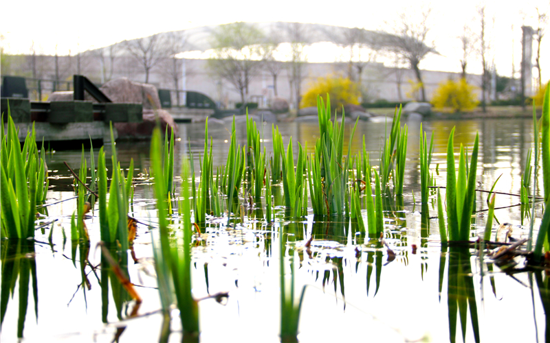 郑州大学校园风景