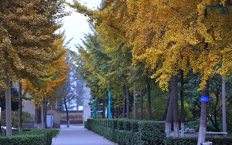 河北大学校园风景