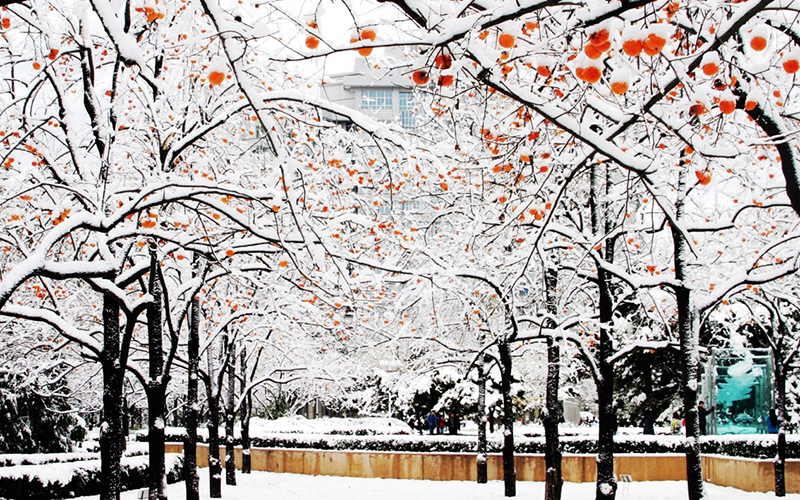 北京理工大学校园风景